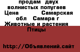 продам  двух волнистых попугаев › Цена ­ 2 000 - Самарская обл., Самара г. Животные и растения » Птицы   